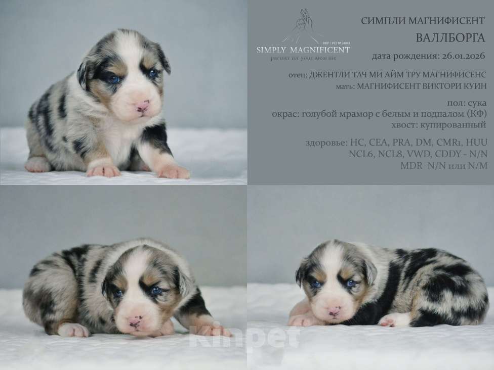 Собаки в других городах Московской области: щенки австралийской овчарки (аусси) РКФ Разнополые, 50 000 руб. - фото 7