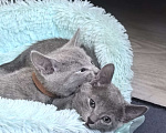 Кошки в Москве: Котята русской голубой Мальчик, 85 000 руб. - фото 2