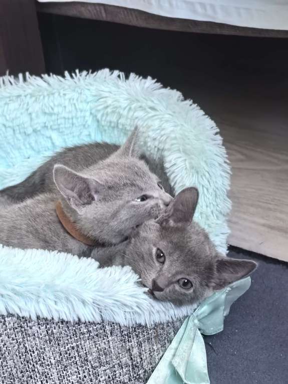 Кошки в Москве: Котята русской голубой Мальчик, 85 000 руб. - фото 2