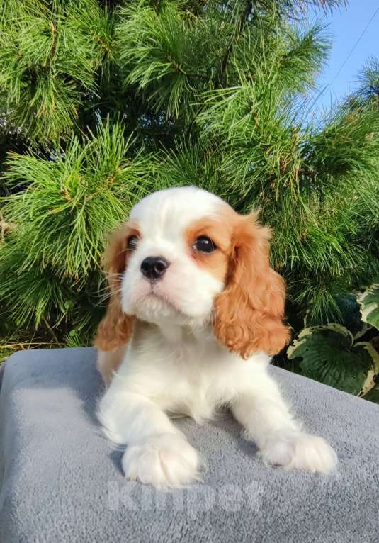 Собаки в Санкт-Петербурге: Красивый мальчик Кавалер Кинг Чарльз спаниель  Мальчик, 75 000 руб. - фото 4