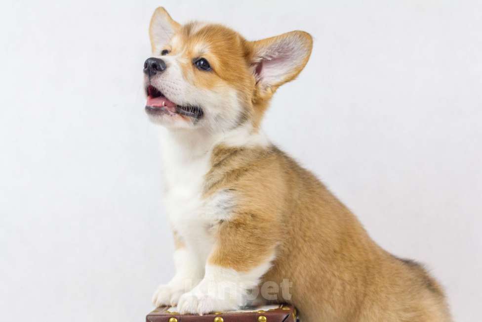 Собаки в Москве: Очаровательные щенки Вельш Корги Пемброк Мальчик, 70 000 руб. - фото 3