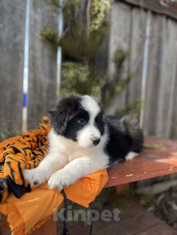 Собаки в других городах Алтайского края: Щенки породы Бордер Колли (д/ш) Мальчик, 130 000 руб. - фото 4