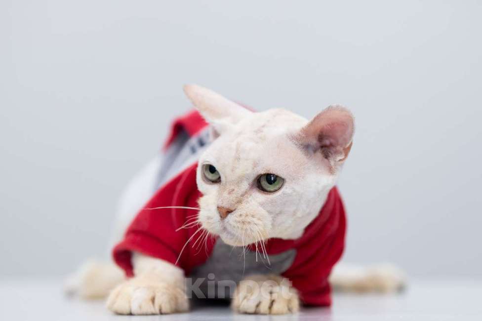 Кошки в Москве: Дорофей Мальчик, Бесплатно - фото 3