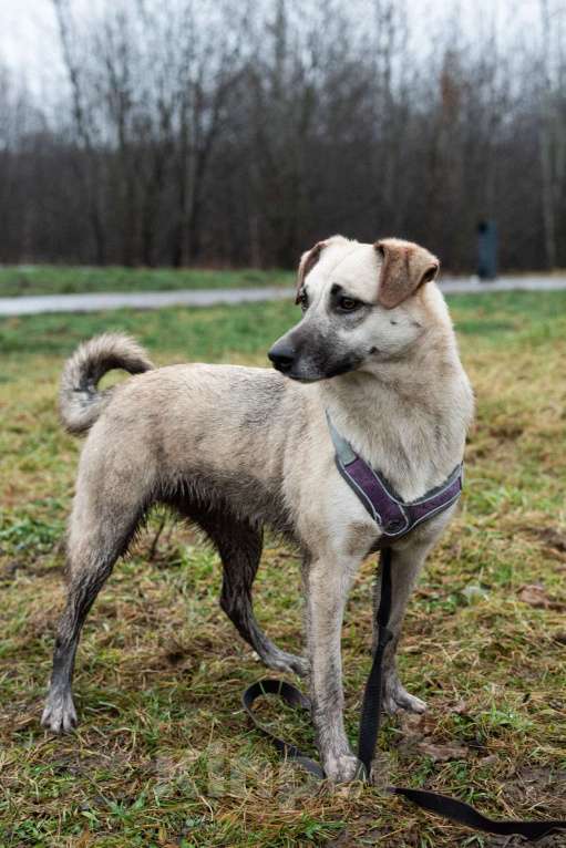 Собаки в Москве: Маленькая Венди Девочка, Бесплатно - фото 5