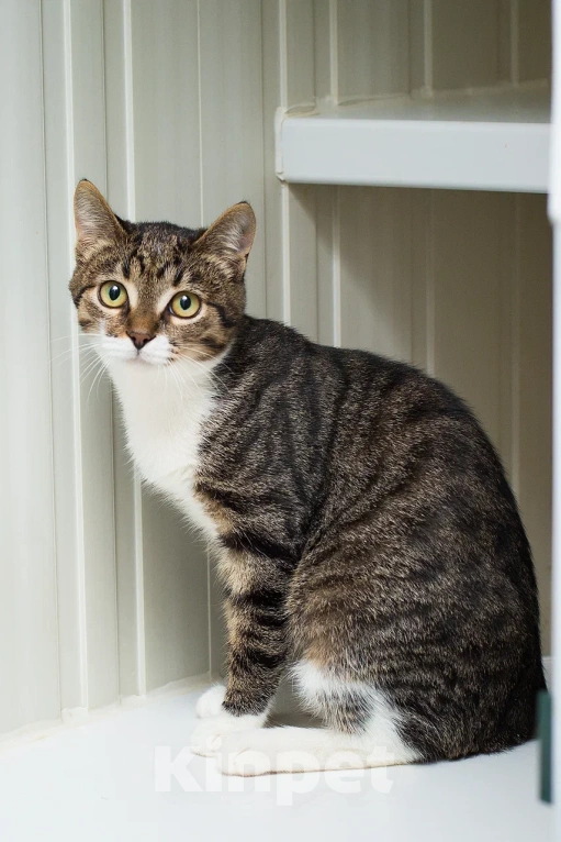 Кошки в Москве: Смешной котенок Локи в добрые руки Мальчик, Бесплатно - фото 4