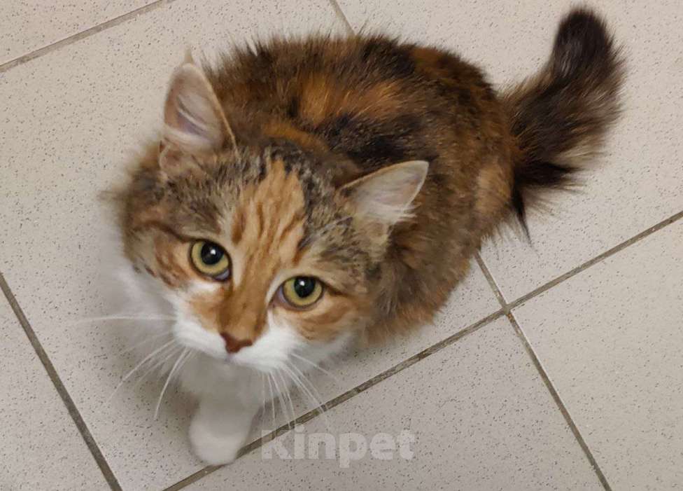 Кошки в Москве: Бусинка ищет любящую семью Девочка, Бесплатно - фото 3