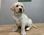 Собаки в Москве: Щенки лабрадора  Мальчик, 55 000 руб. - фото 2
