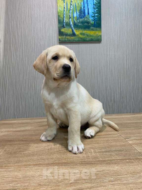 Собаки в Москве: Щенки лабрадора  Мальчик, 55 000 руб. - фото 2