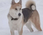 Собаки в Москве: Красивый пес Байкал ищет дом Мальчик, 10 руб. - фото 1