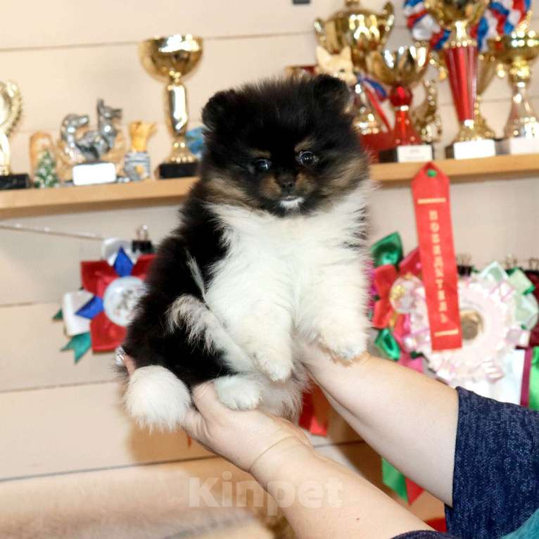 Собаки в Москве: Супер девочка шпица Девочка, 75 000 руб. - фото 8