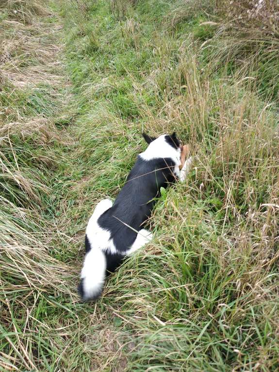 Собаки в Казани: Русско-европейская лайка  Девочка, Бесплатно - фото 7