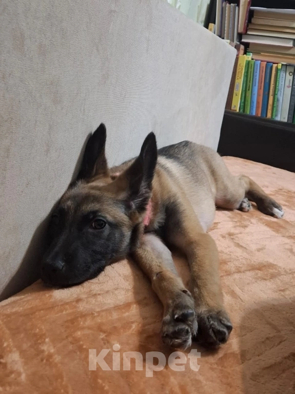 Собаки в Красногорске: Пинки — ушастое чудо в поисках дома!  Девочка, Бесплатно - фото 3