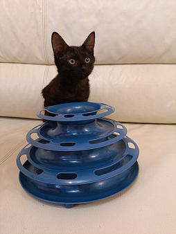 Котята 2,5 месяца