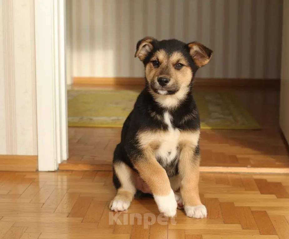 Собаки в Москве: Трогательные щеночки (3 мес.) срочно ищут дом Мальчик, Бесплатно - фото 5