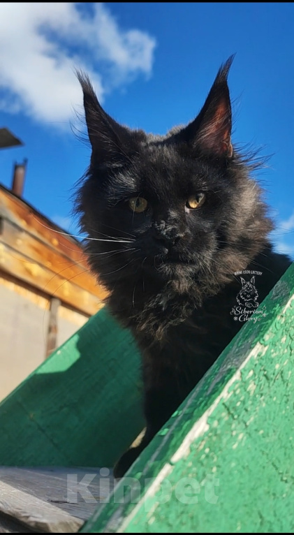 Кошки в Усолье-Сибирском: Мейн-кун котёнок Мальчик, 50 000 руб. - фото 1