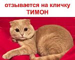 Кошки в Москве: Пропал рыжий вислоухий котик Мальчик, Бесплатно - фото 1