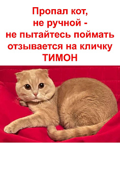 Объявление: Пропал рыжий вислоухий котик, Бесплатно, Москва