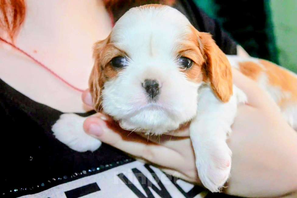 Собаки в других городах Московской области: Щенки девочки кавалер кинг чарльз спаниель Девочка, 130 руб. - фото 1