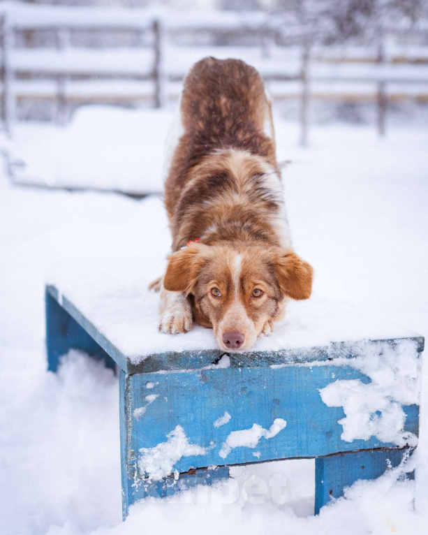 Собаки в Москве: Феня, 1 год, вес 10 кг Девочка, Бесплатно - фото 10