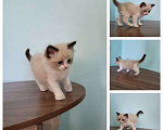 Кошки в Анапе: Рэгдолл Продажа котят Мальчик, 30 000 руб. - фото 1