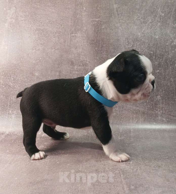 Собаки в Санкт-Петербурге: Кобель породы бостон терьер Мальчик, 80 000 руб. - фото 2