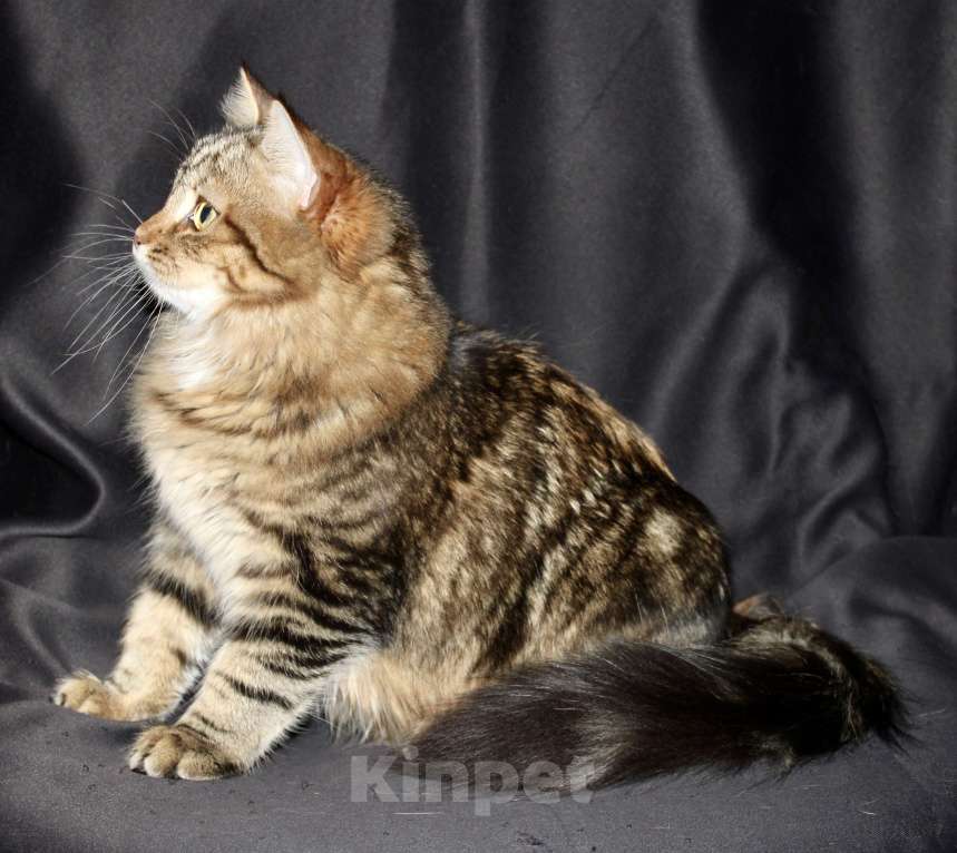 Кошки в Тюмени: Сибирский котёнок Девочка, 15 000 руб. - фото 3