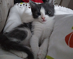 Кошки в Домодедово: Котенок в добрые руки Мальчик, 1 руб. - фото 1