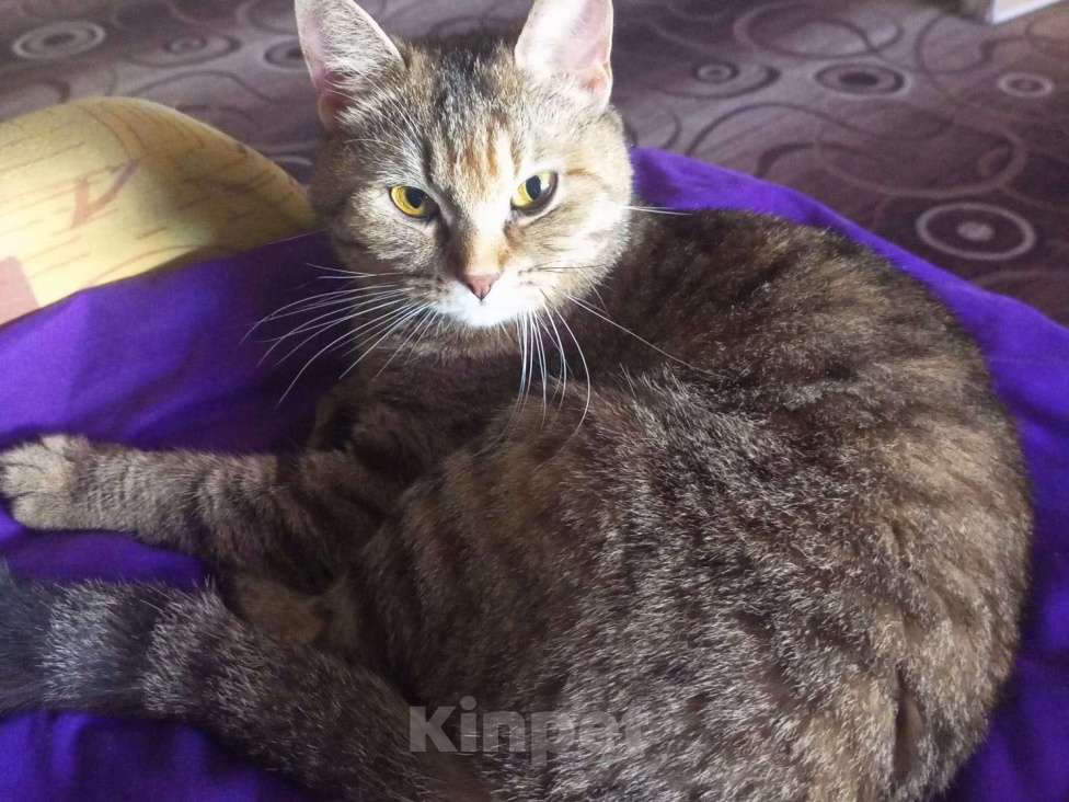 Кошки в Москве: Милая Ириса ищет добрых и любящих хозяев. Девочка, 1 руб. - фото 2