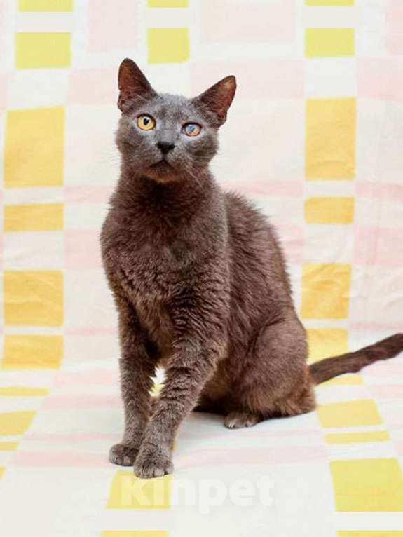 Кошки в Москве: Гера ищет дом: доверчивое сердце, которое верит в людей вопреки всему Мальчик, Бесплатно - фото 8