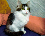 Кошки в Карачеве: Малвин, 200 руб. - фото 3