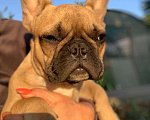 Собаки в Тихорецке: Щенок французского бульдога Девочка, 30 000 руб. - фото 2