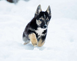 Собаки в Москве: Маленький трехцветный щенок Изюминка в добрые руки Девочка, 1 руб. - фото 1