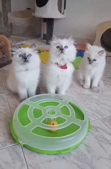 Рэгдолл самые милые