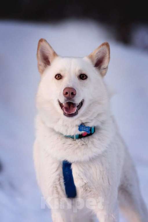Собаки в Москве: Красавчик Амир в добрые руки. Мальчик, Бесплатно - фото 3