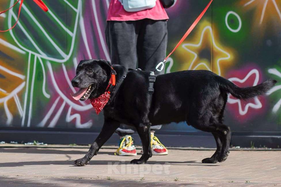 Собаки в Москве: Дружелюбный Неро ищет дом и семью! Мальчик, Бесплатно - фото 8