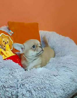 Изабелловый парнишка с лиловым носом в экстремальном типе!