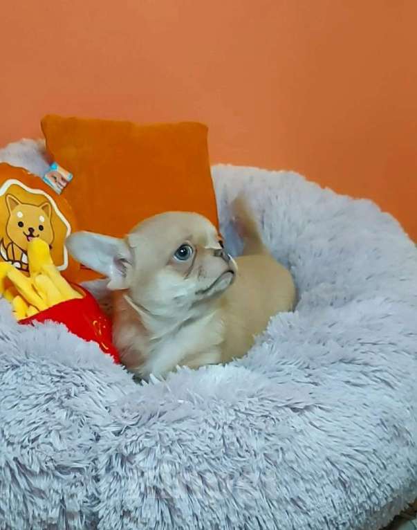 Собаки в Новосибирске: Изабелловый парнишка с лиловым носом в экстремальном типе! Мальчик, Бесплатно - фото 1