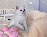 Кошки в Нижнем Новгороде: Скоттиш страйт , девочка! Девочка, 35 000 руб. - фото 3
