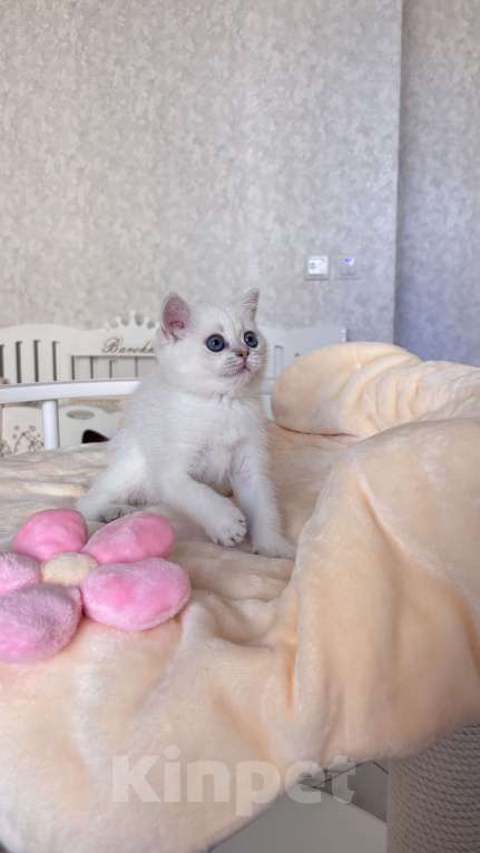 Кошки в Нижнем Новгороде: Скоттиш страйт , девочка! Девочка, 35 000 руб. - фото 3