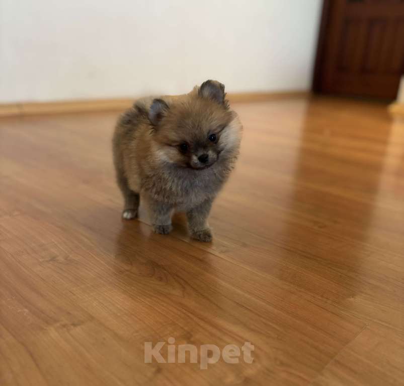 Собаки в Санкт-Петербурге: Мини девочка померанского шпица, Линда  Девочка, 50 000 руб. - фото 2