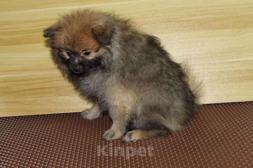 Собаки в Брянске: Продаётся сука немецкого шпица Девочка, 9 000 руб. - фото 2