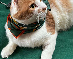 Кошки в Санкт-Петербурге: Красивый пушистый кот ищет дом Мальчик, Бесплатно - фото 8