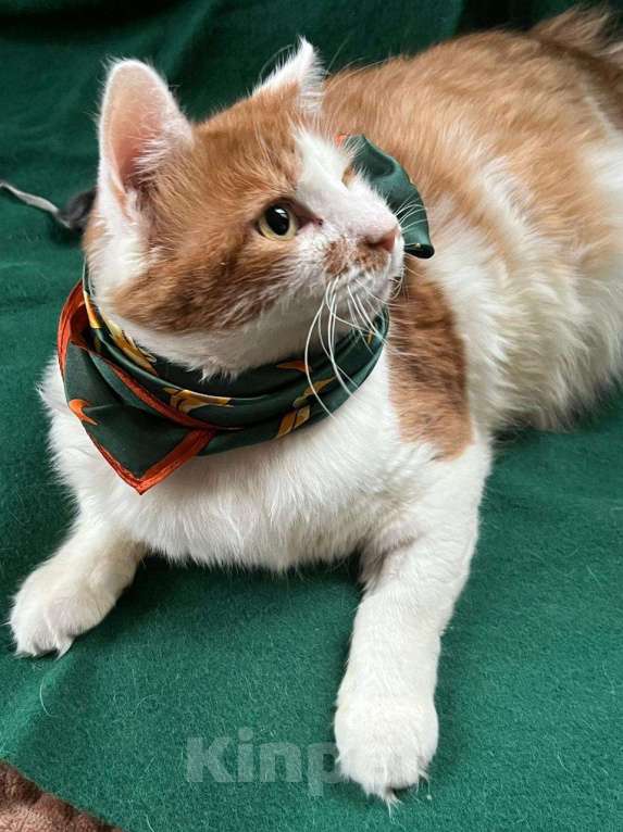 Кошки в Санкт-Петербурге: Красивый пушистый кот ищет дом Мальчик, Бесплатно - фото 8