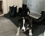 Собаки в Иркутске: Отдам бесплатно щенков  Мальчик, Бесплатно - фото 8