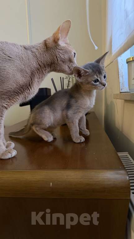 Кошки в Москве: Абиссинский котенок  Девочка, 50 000 руб. - фото 7