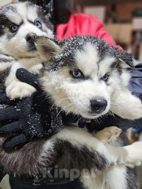 Собаки в Воронеже: Хельга Девочка, 12 000 руб. - фото 2