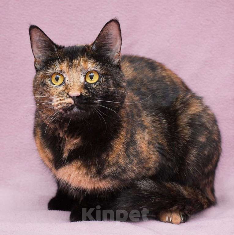 Кошки в Москве: Нюсю никто не замечает 💔 Девочка, Бесплатно - фото 4