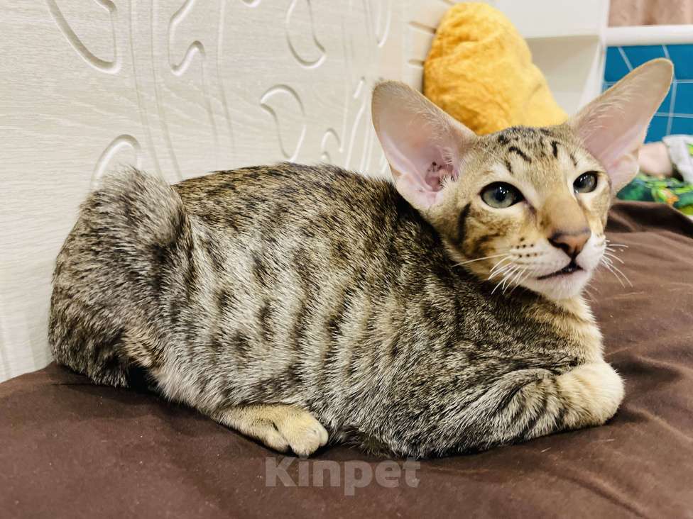 Кошки в Москве: Арамис Мальчик, 85 000 руб. - фото 4