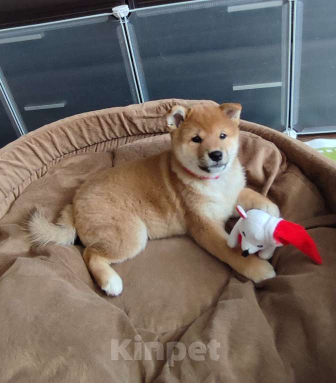 Собаки в Стерлитамаке: Щенок сиба-ину Девочка, 40 000 руб. - фото 2