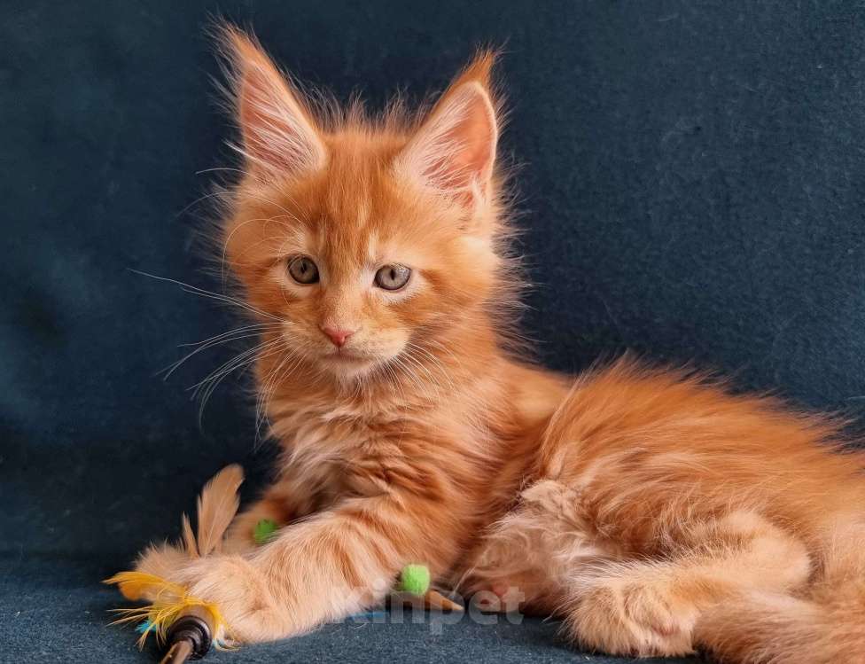 Кошки в Санкт-Петербурге: котенок мейн кун Мальчик, Бесплатно - фото 4